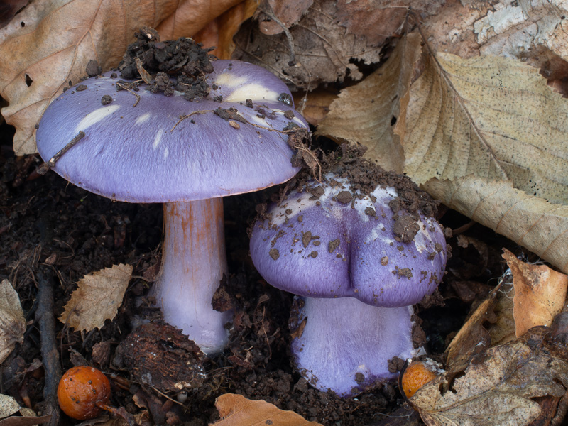 Cortinarius eucaeruleus